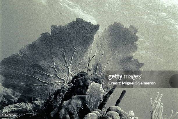 sea fans (gorgonia sp.), (b&w) - gorgonia sp stock pictures, royalty-free photos & images