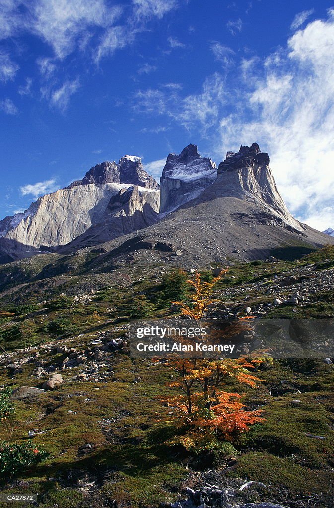 Chile, Patagonia, Paine Towers, peaks anf beech tree, autumn