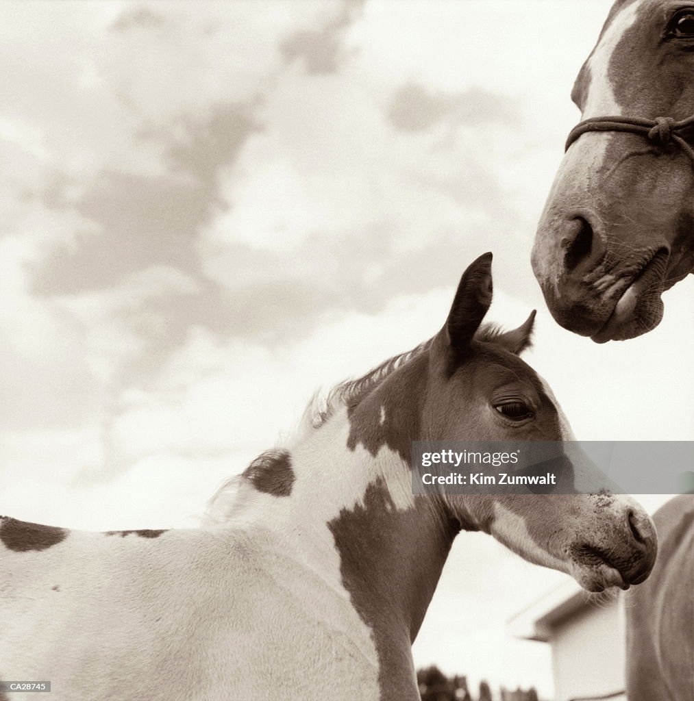 FOAL WITH MARE