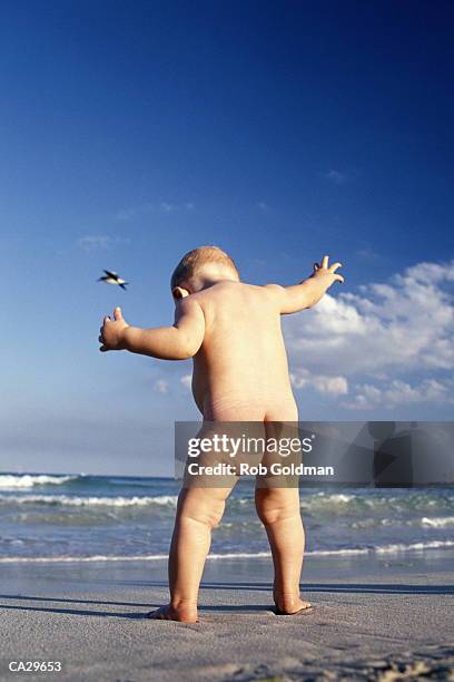 baby (9-12 months) standing on beach, rear view - boys bare bum stock pictures, royalty-free photos & images