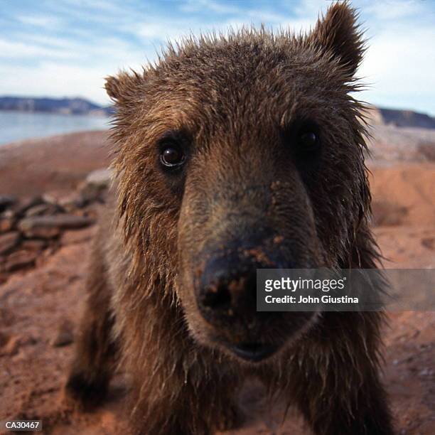 grizzly bear (ursus horribilus), close-up - grizzly bear stock-fotos und bilder