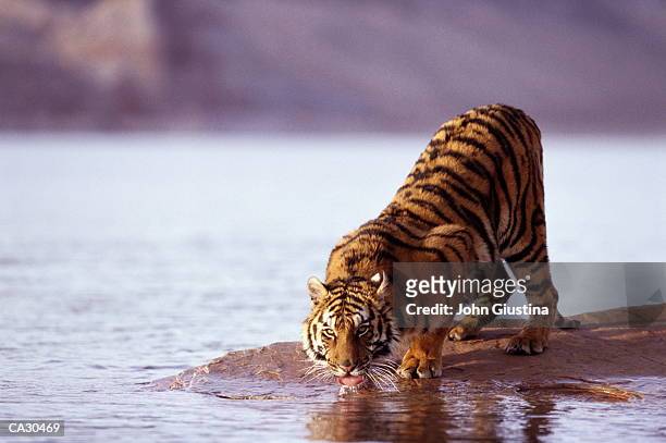 bengal tiger (panthera tigris) drinking from stream - cat drinking water stock pictures, royalty-free photos & images