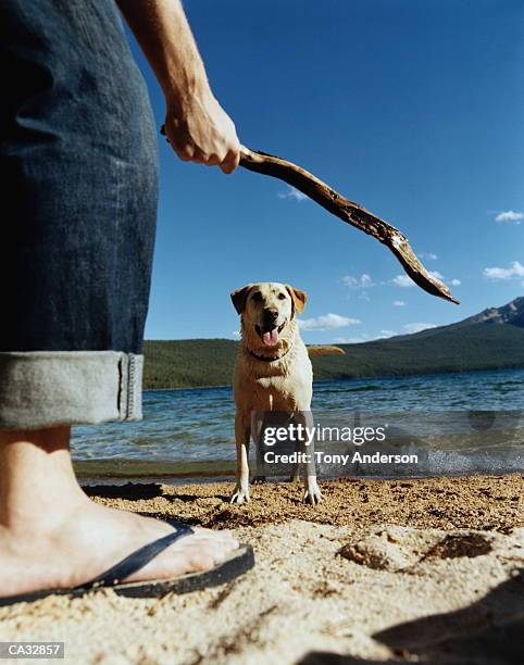 dog watching man with stick by lake - stick plant part stockfoto's en -beelden