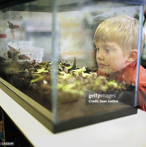 boy (7-9) looking at terrarium in classroom, close-up - terrarium photos et images de collection