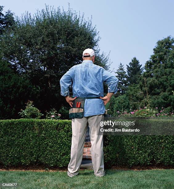 mature man standing in front of trimmed shrub, rear view - mann stolz stock-fotos und bilder