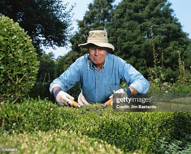 mature man with hat on trimming shrubs - hedge trimming stockfoto's en -beelden