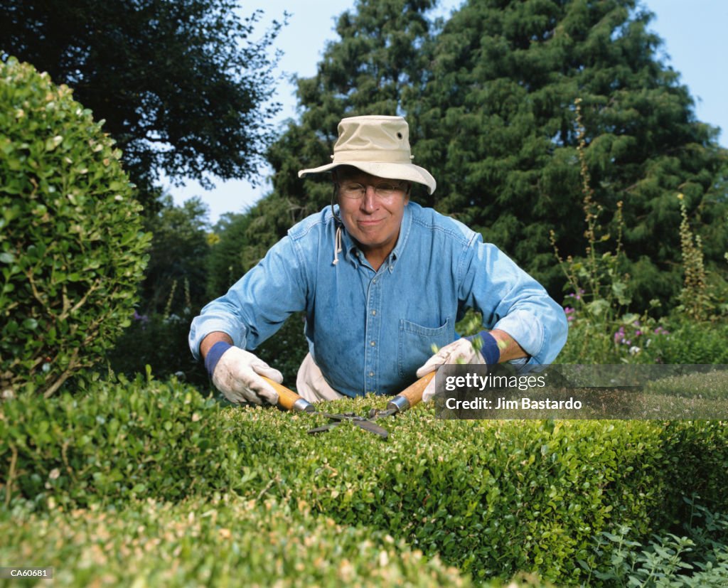 Mature man with hat on trimming shrubs