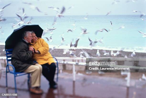mature couple under umbrella on seafront, watching seagulls - large group of animals fotografías e imágenes de stock