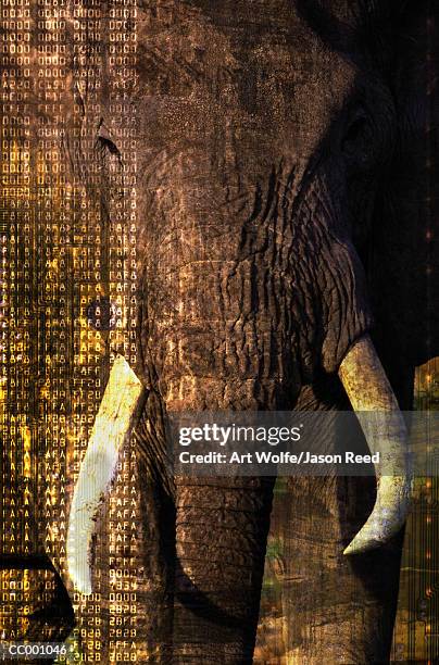 african elephant (loxodonta africana), close-up (digital composite) - art wolfe stock illustrations