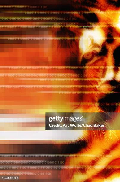 tiger - art wolfe stock illustrations