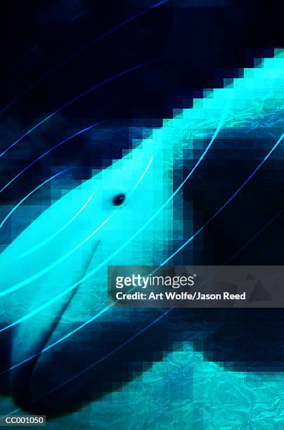 beluga whale - art wolfe stock illustrations