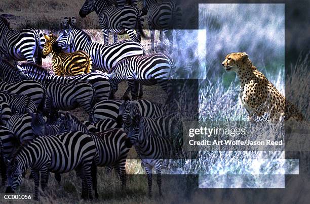 cheetah and zebras - art wolfe stock pictures, royalty-free photos & images