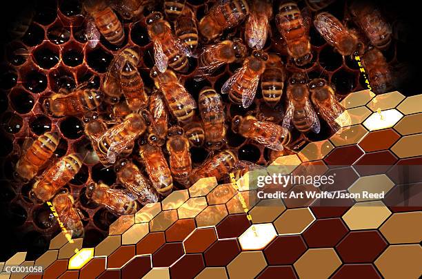 beehive - art wolfe stock pictures, royalty-free photos & images