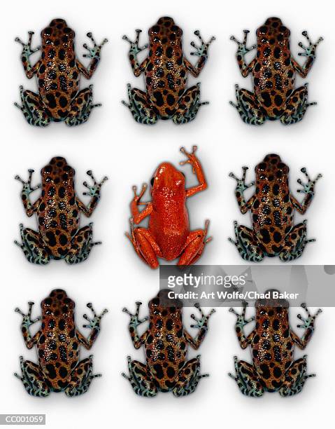 frogs - art wolfe stock pictures, royalty-free photos & images
