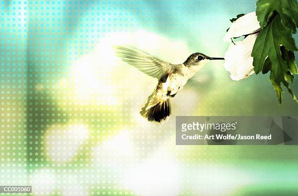 hummingbird - art wolfe stock pictures, royalty-free photos & images