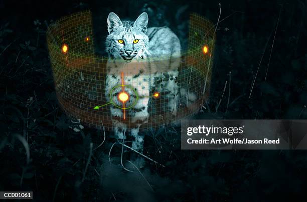 bobcat - art wolfe stock illustrations