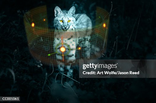 Bobcat Bobcat