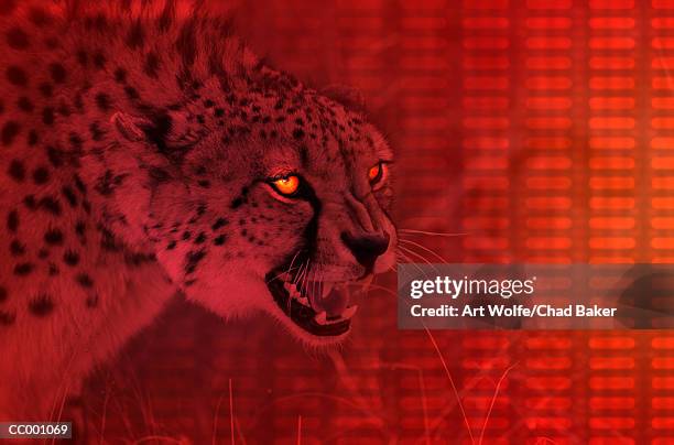 cheetah - art wolfe stock pictures, royalty-free photos & images