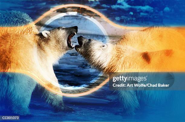 polar bears - art wolfe stock pictures, royalty-free photos & images