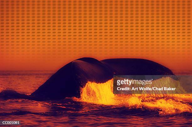 fin of humpback whale - fluking stock pictures, royalty-free photos & images