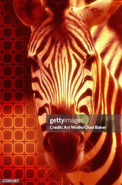 zebra - art wolfe stock pictures, royalty-free photos & images