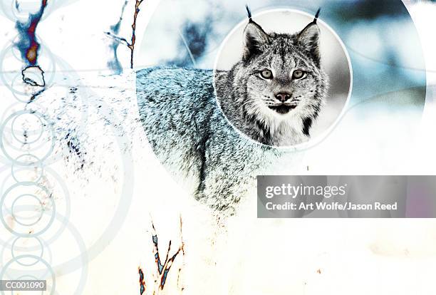 canadian lynx - art wolfe stock pictures, royalty-free photos & images