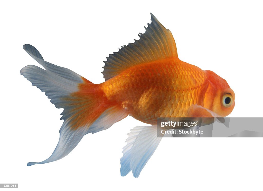 Goldfish, side view