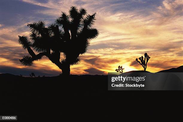 silhouette at joshua tree national park - joshua tree ストックフォトと画像