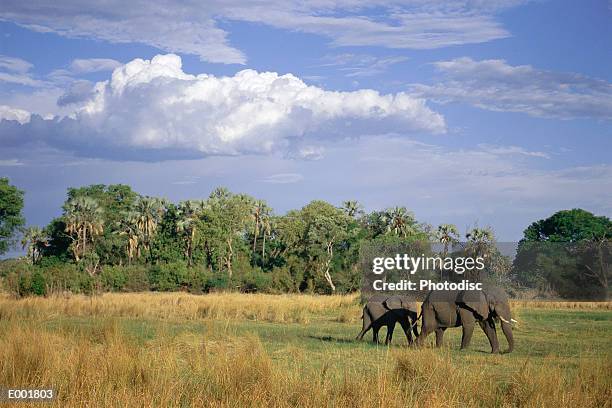 elephants (loxodonta africana) in okavango region, botswana - region stock pictures, royalty-free photos & images