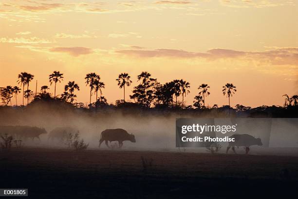 african buffalo (syncerus caffer), okavango delta, botswana - buffalo fotografías e imágenes de stock