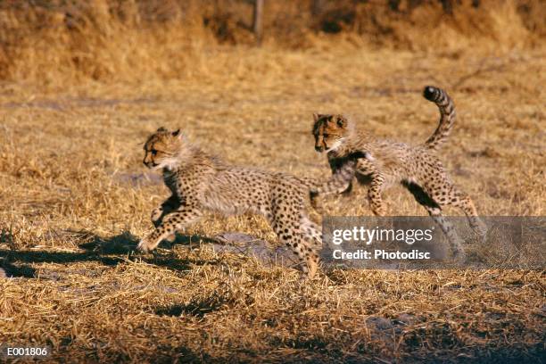 cheetah cubs (acinonyx jubatus) running - cheetah cub stock pictures, royalty-free photos & images