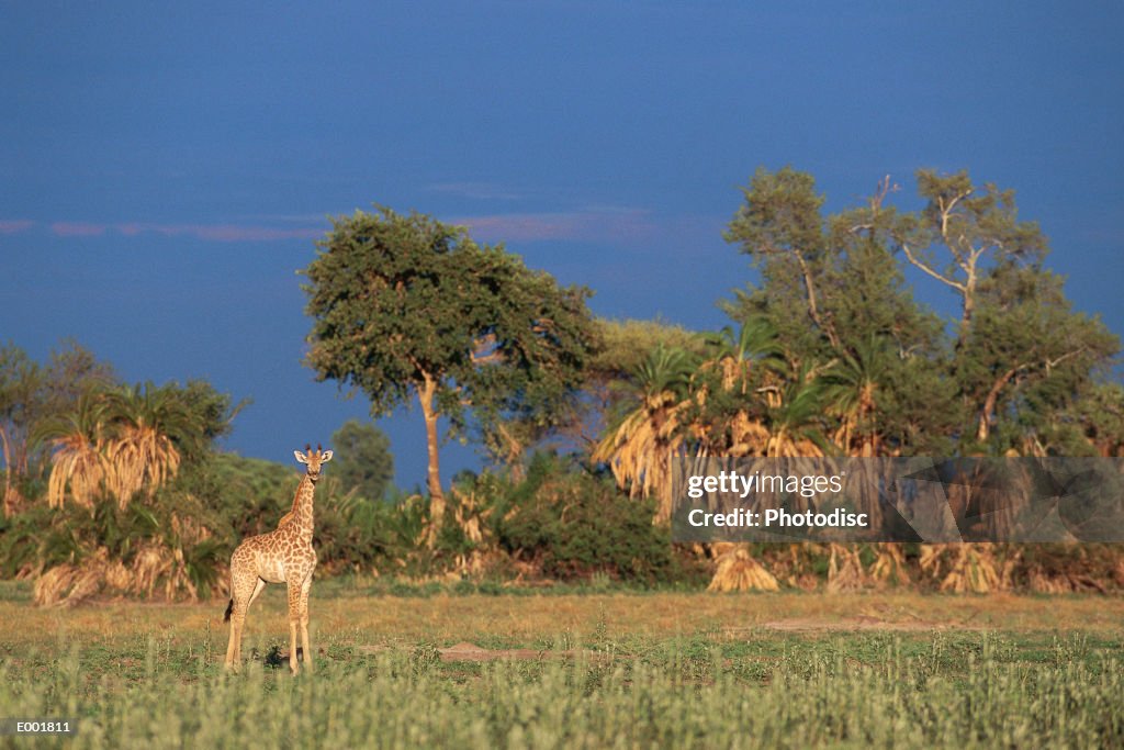 Masai Giraffe calf (giraffa camelopardis tippelskirchi)