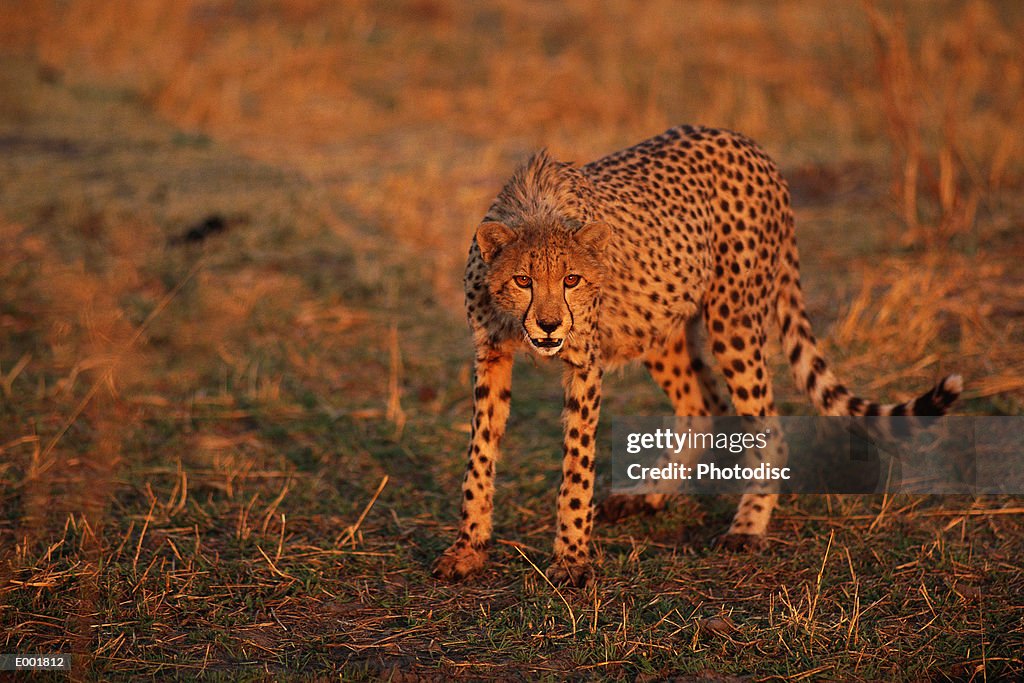 Cheetah (Acinonyx jubatus), standing on savanna