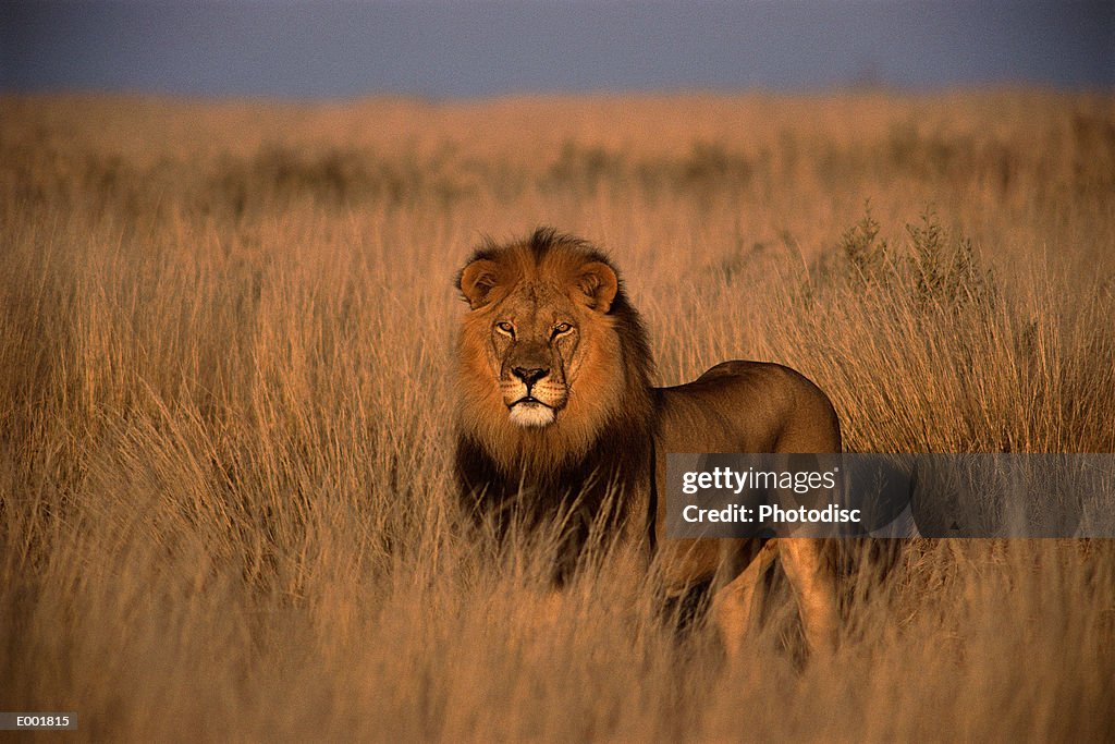 Lion (Panthera leo), adult male, standing on savanna