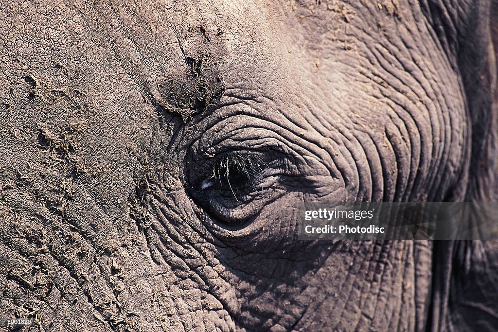 Elephant (Loxodonta africana), close-up of eye