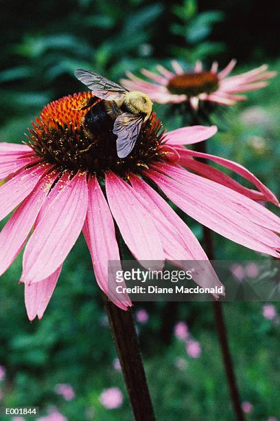 echinacea with bee - plant color stock pictures, royalty-free photos & images