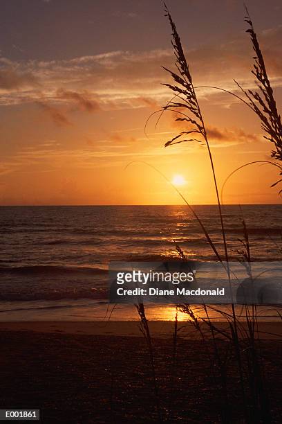 sunrise at the beach with silhouetted sea oats - sandy macdonald stock pictures, royalty-free photos & images