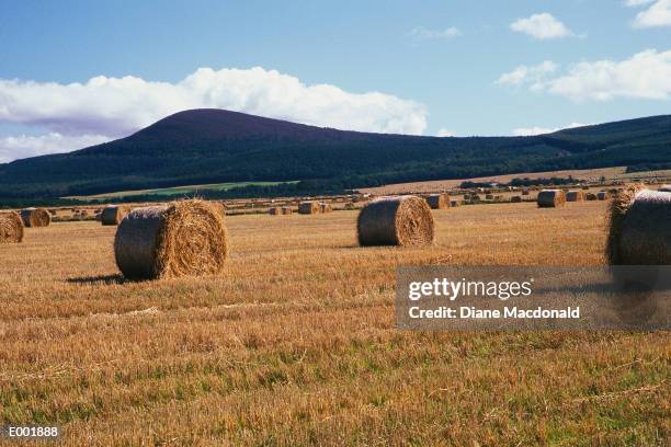 scotland, moray, hay bales in field, binn of cullen in background - hay fotografías e imágenes de stock