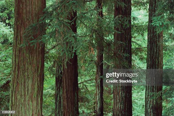 trunks of spruce trees in forest - spruce branch stock pictures, royalty-free photos & images