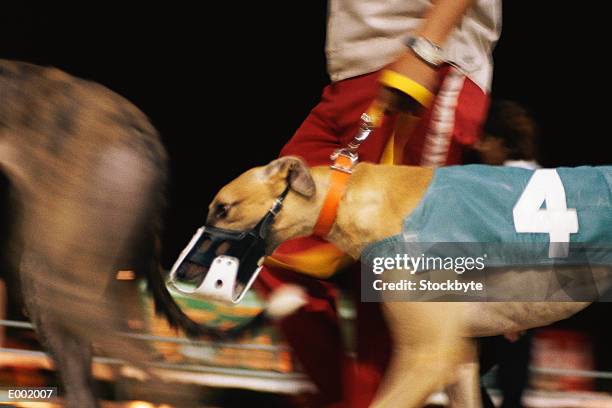 racing dog on leash wearing muzzle - restraint muzzle stock-fotos und bilder