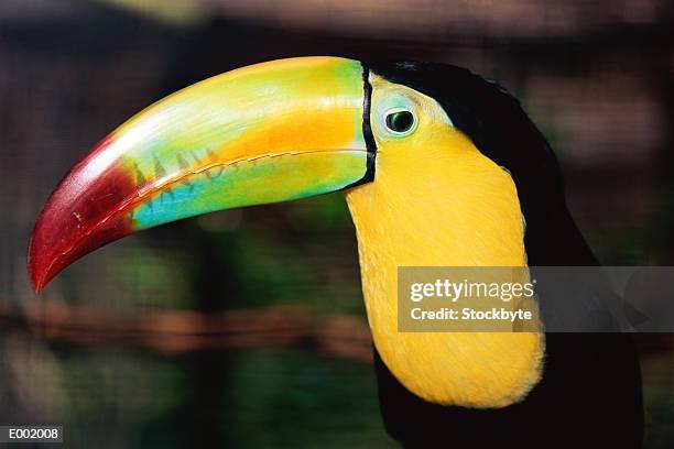 close-up of toucan - keel billed toucan stock pictures, royalty-free photos & images