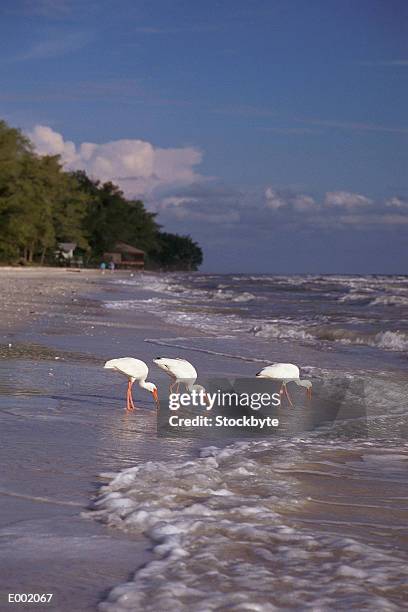 three ibises on beach - foraging on beach stock pictures, royalty-free photos & images