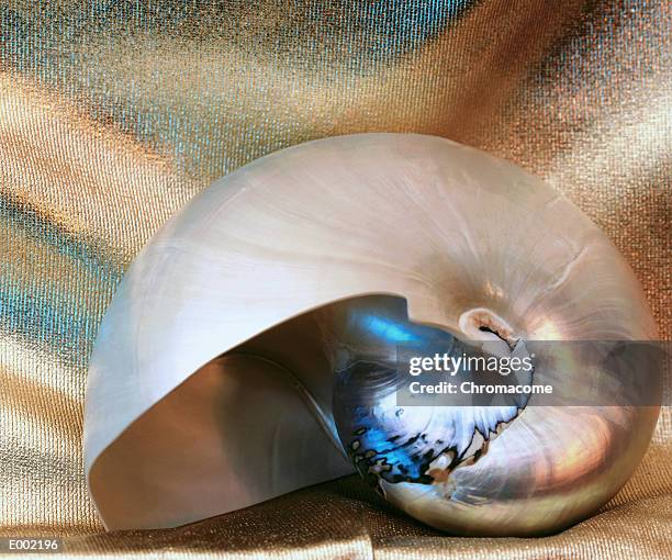 close up of shiny, iridescent shell - mine workings stock pictures, royalty-free photos & images