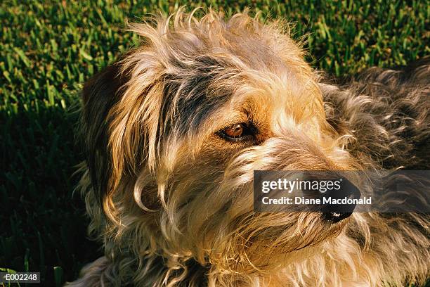profile shot of mutt - benji stock pictures, royalty-free photos & images