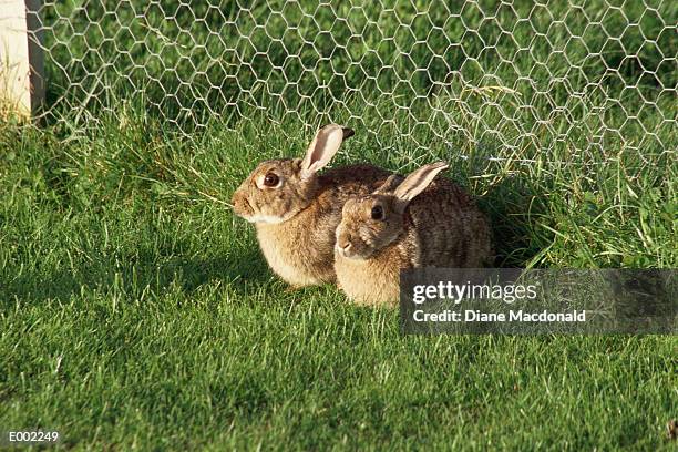 brown rabbits in pen - フォーンカラー ストックフォトと画像