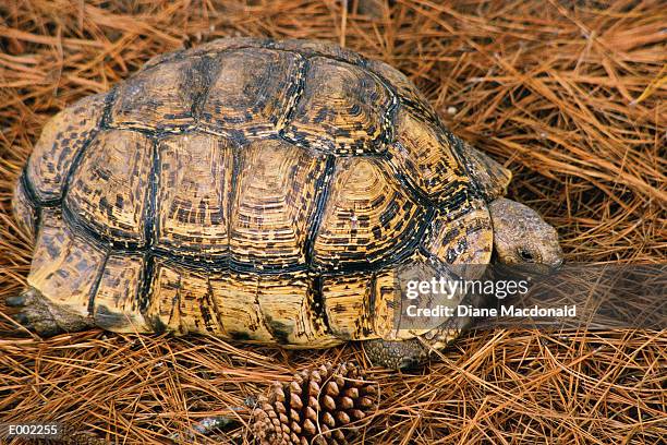 profile of turtle on pine needles - terrapin stock pictures, royalty-free photos & images