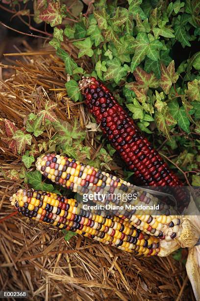 indian corn on straw bale with ivy in background - maíz criollo fotografías e imágenes de stock