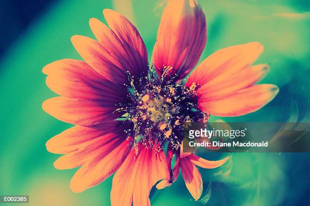 closeup of black eyed susan flower - couleur des végétaux photos et images de collection