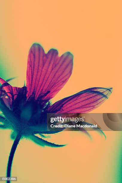 lower side view of flower - plant color stock pictures, royalty-free photos & images