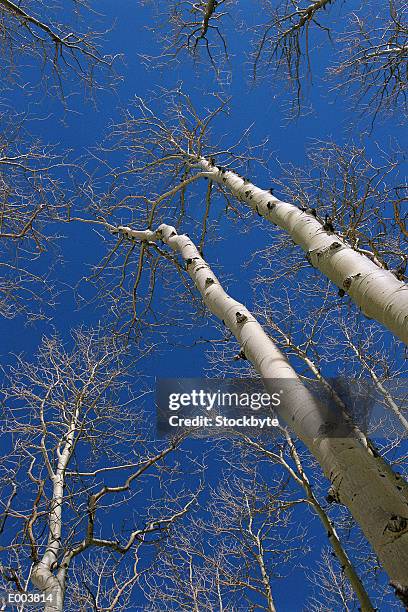 upward view of tall trees - pitkin county stock pictures, royalty-free photos & images